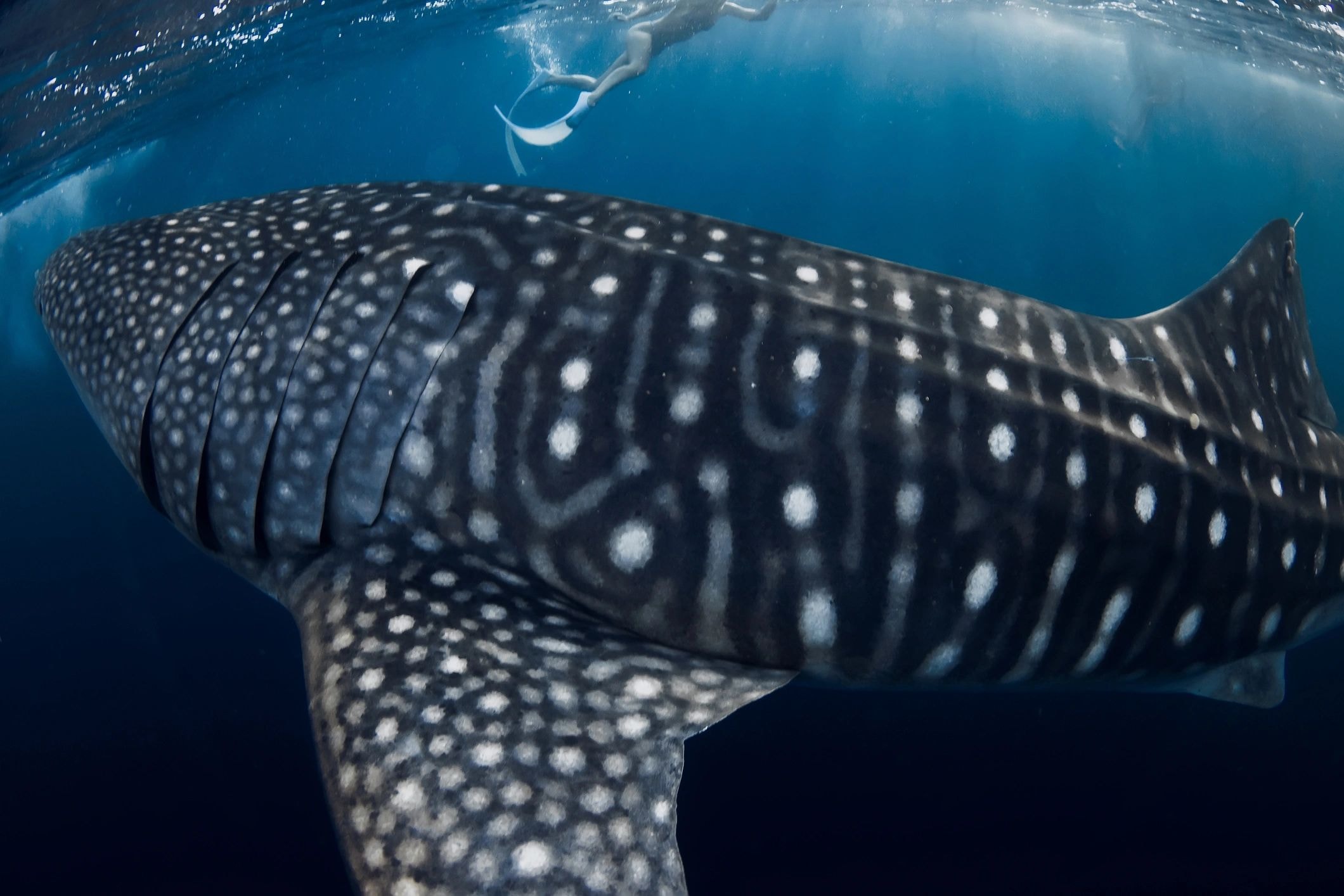 Scuba diving in the Philippines